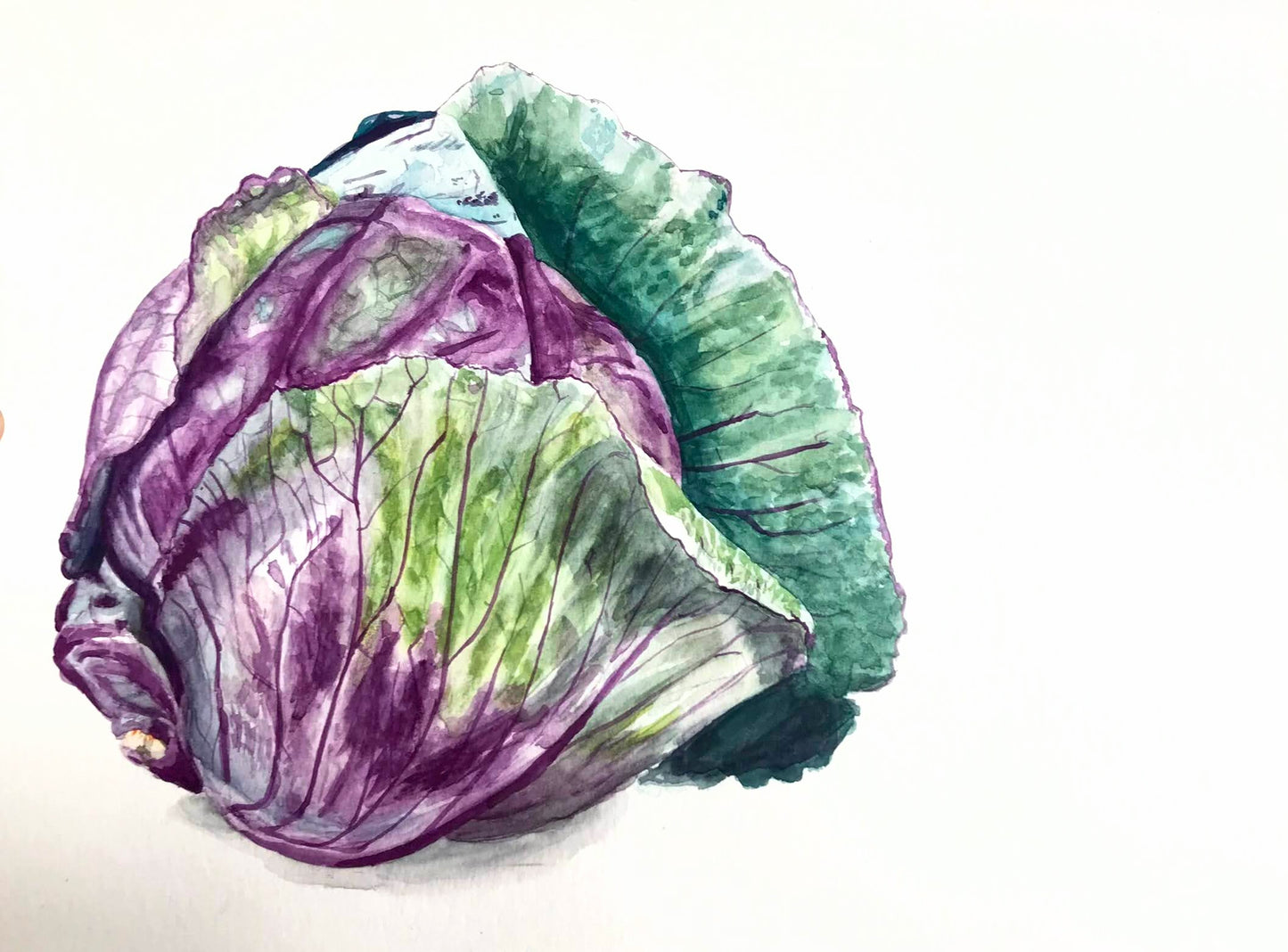 cabbage painting
